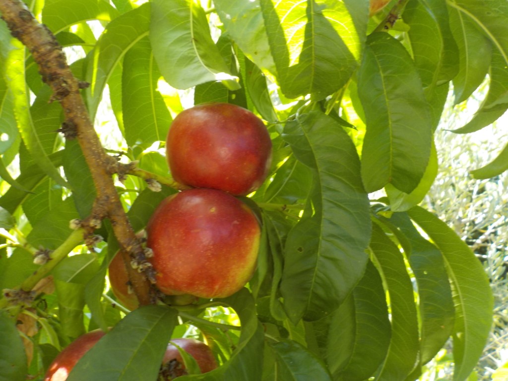 images/stories/virtuemart/product/DSCN1398 (Medium)